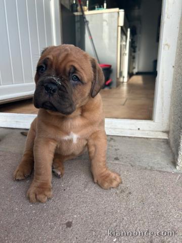 chiot dogue bordeaux a donner 