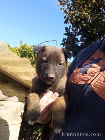 Chiot berger belge disponible 