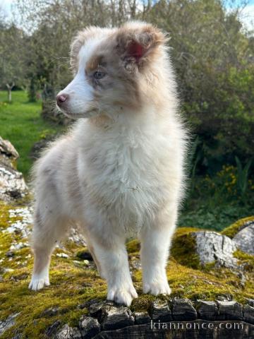 chiot berger australien mâle adorable 