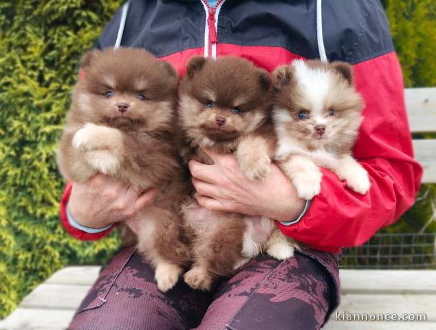 adorable chiot spitz nain poméranie 