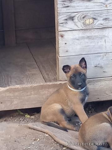 chiot berger belge lof mâle a donner 