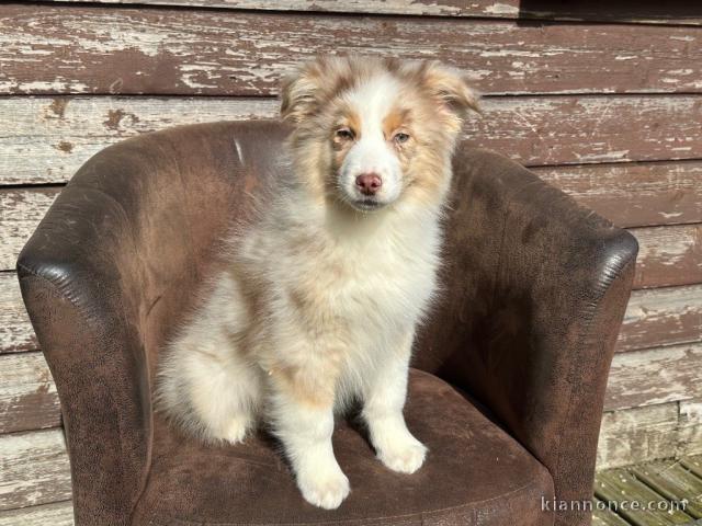 berger australien mâle adorable a donner 
