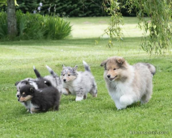 Super chiots de race bouvier australien 