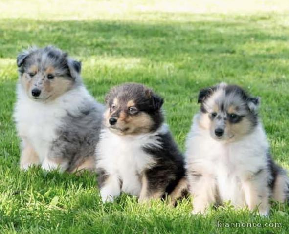 Super chiots de race bouvier australien 
