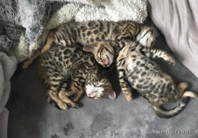Magnifiques chatons  bengali 