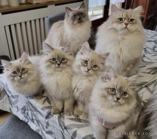 Adorables chatons sacré de Birmanie 