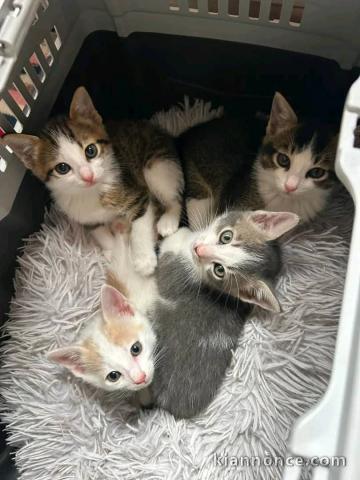 chaton disponible à adopter 