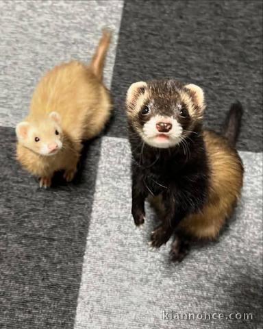 Je donne furets disponible 