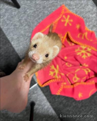 Furets a donner contre bon soin 