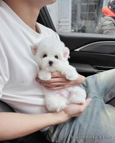 Chiot bichon mâle a donner 