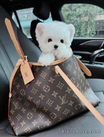 Disponible chiot bichon maltais 