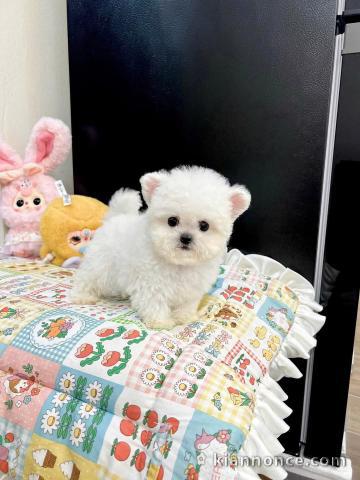 chiot femelle bichon maltais a donner 