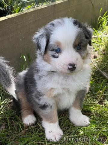 chiot berger australien lof 