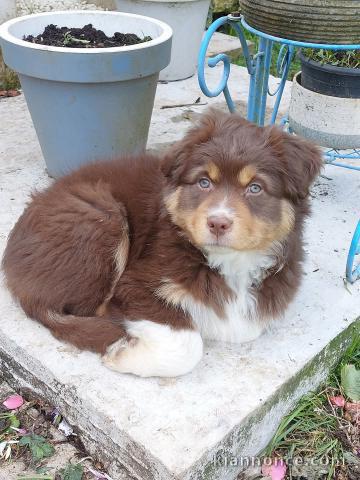 chiot berger australien femelle a donner 