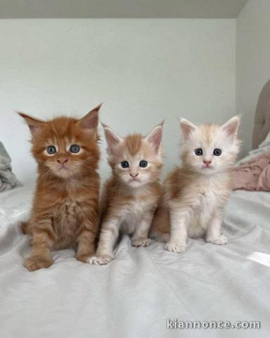 chaton Maine coon roux disponible 