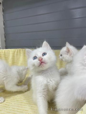 Adoption chatons disponible 