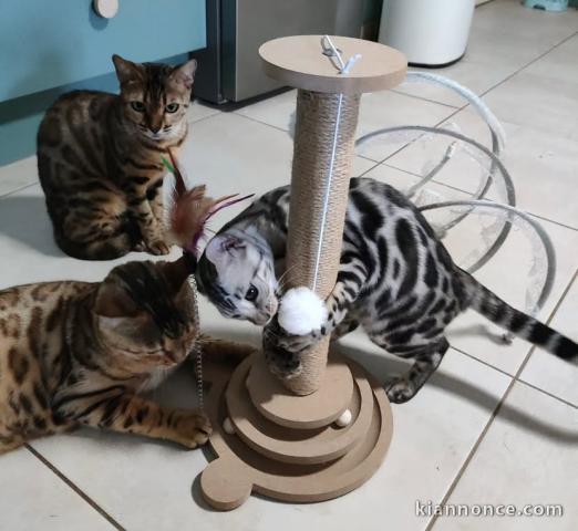 Superbe chaton bengali 