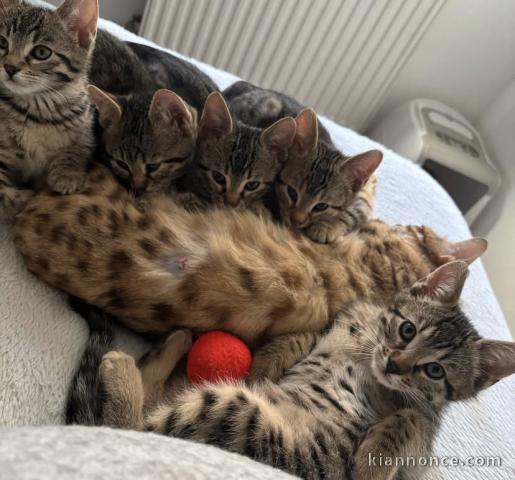 Superbe chaton bengali 