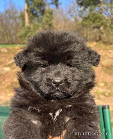 Berger Allemand mâle noir adorable 