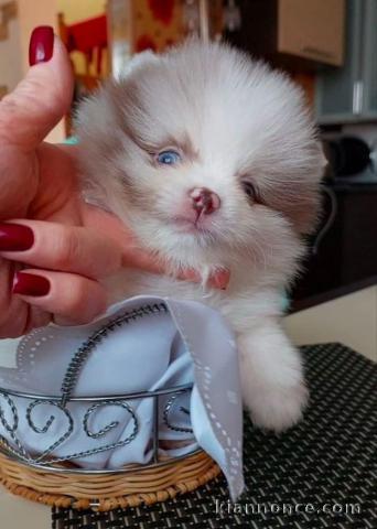 je donne chiot berger australien 