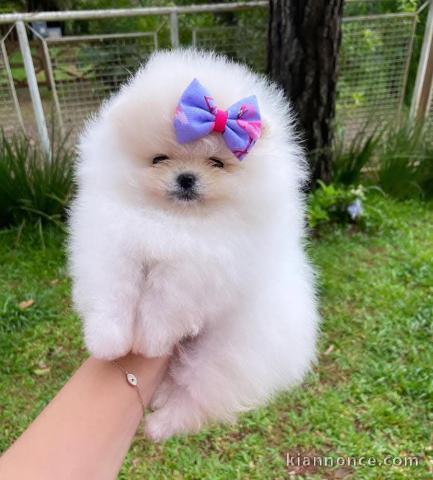 chiot spitz allemand femelle recherche une famille d\