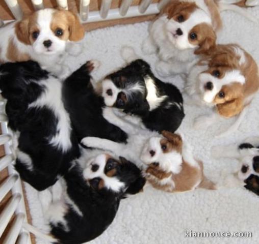 Pure chiots cavaliers king charle