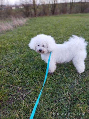 chiot bichon frisé a donner contre bon soin 