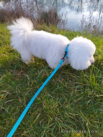 Adoption chiot bichon frisé 