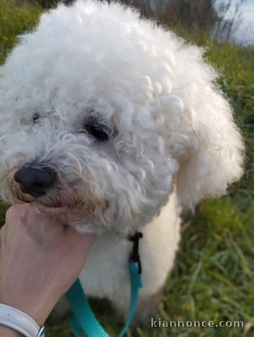 chiot bichon frisé a donner 