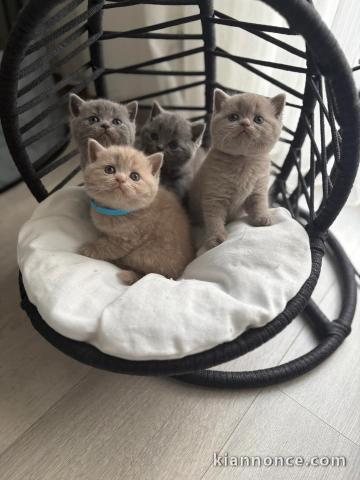 Mes bébés british shorthair ❤️ disponible à donner 