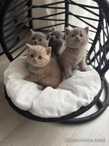 adoption chatons British shorthair 