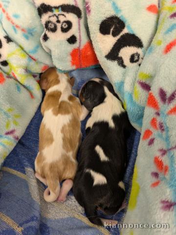 Adoption chiot cavalier king charle 