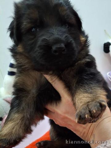 chiot berger allemand lof 
