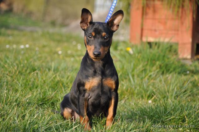 Annonce chiot Pinscher nain a donner 