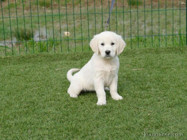 chiot golden retriever mâle a donner 