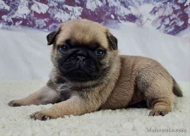 Je donne chiot carlin disponible 