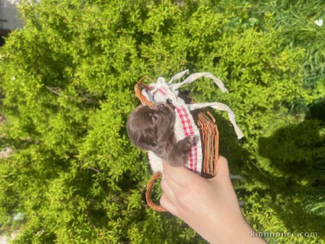 chiot chihuahua femelle disponible 