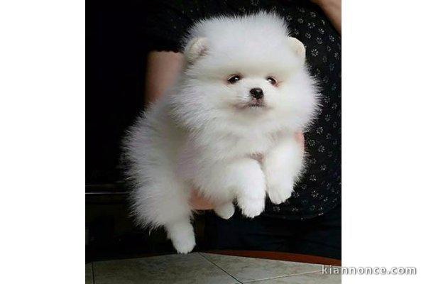 chiot spitz nain poméranie a donner mâle 