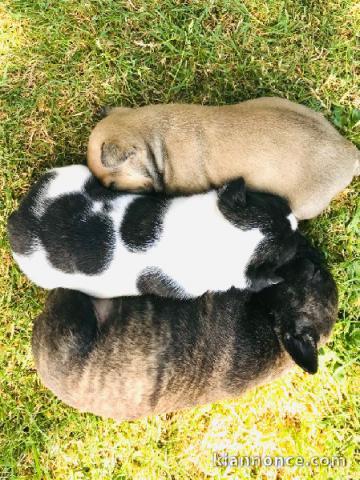 adoption chiot bouledogue francais 