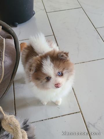 chiot spitz nain disponible pour adoption 
