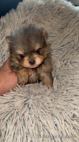 chiot spitz nain à adopter 