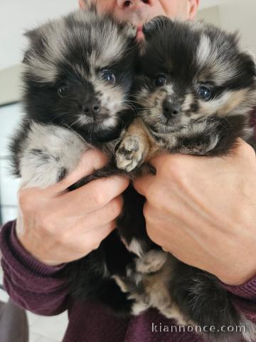 Dons chiot spitz nain 