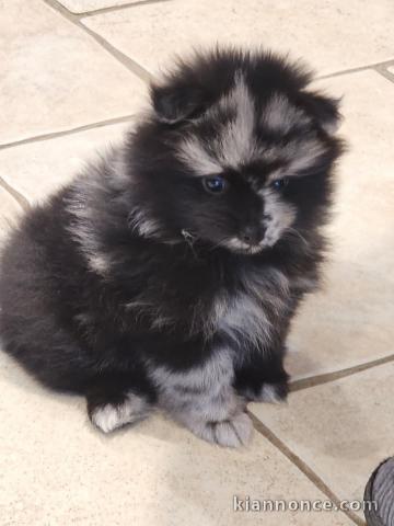 Chiot spitz nain femelle a donner 