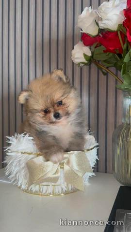 chiot spitz nain disponible mâle a donner 