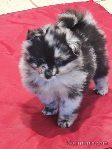 chiot spitz nain poméranie a donner 