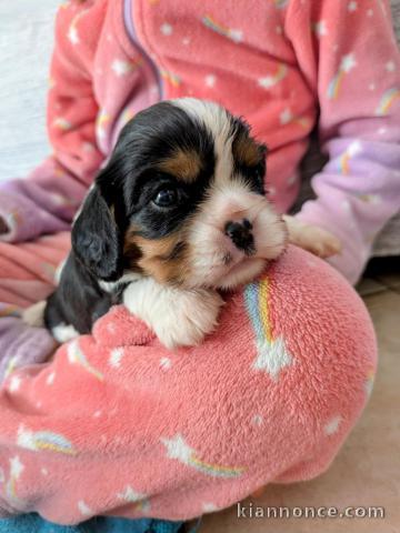Bébé chiot cavalier king charle femelle a donner 