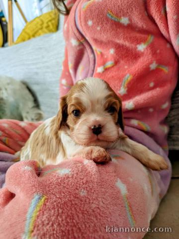 À adopter petit chiot cavalier king charle 
