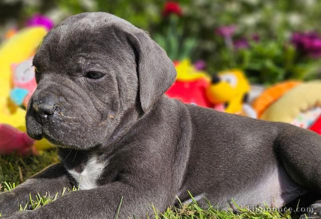 chiot cane corso a donner contre bon soin 