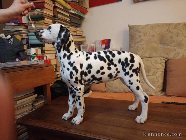 Chiots Dalmatien à vendre