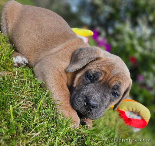 À adopter un chiot cane corso a donner 